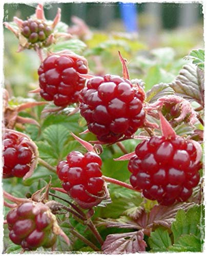 Planta de frambuesa Artico Sofia Rubus Arcticus – en maceta: Ø 14 cm