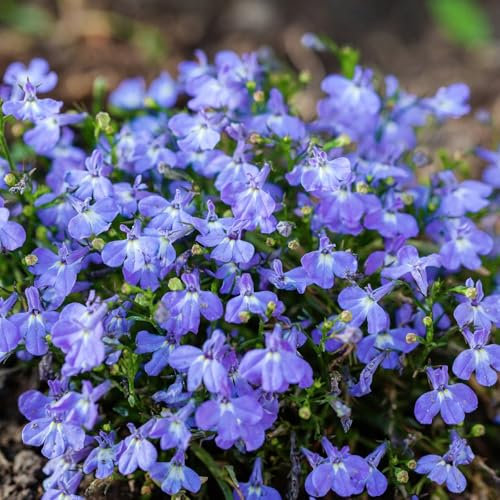 Carbeth Plants Lobelia Cambridge Blue Bedding Plants 1 x 12 Pack - Outdoor Garden Flowers Ready to Plant - Easy to Grow Pollinator Friendly Shrubs - Ideal for Beds, Patio Pots & Hanging Baskets