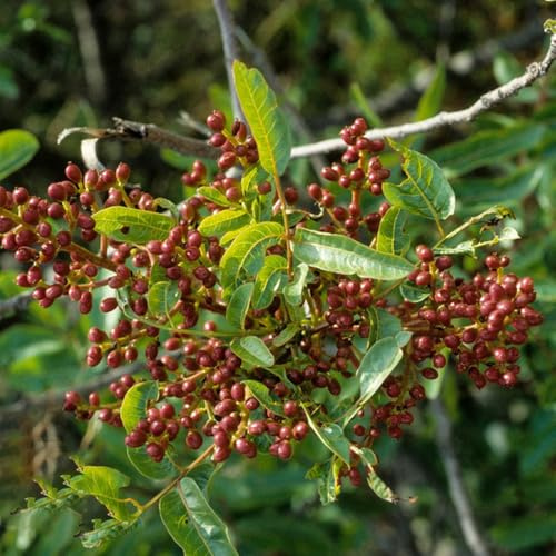 pistacchio comprare semi, esotiche, giardino, roccioso 5pcs