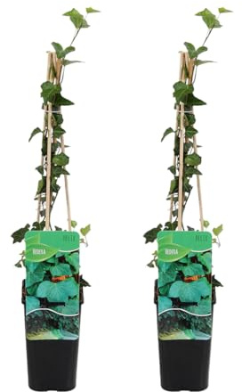 Bloomique - 2er-Set - Hedera Helix - Kleinblättriger Efeu - Immergrün - Kletterpflanzen - Gartenpflanzen - Winterhart - Topf 15 cm - 70-80 cm hoch