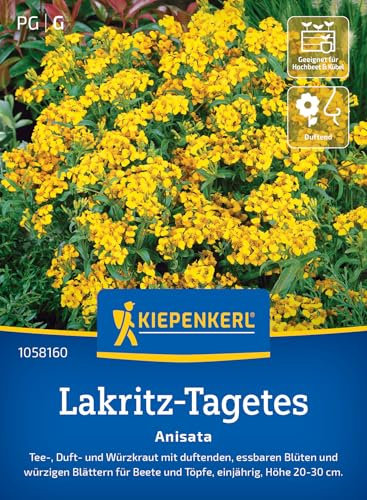 Kiepenkerl Lakritz-Tagetessamen Anisata 1058160 - Tee-, Duft- und Würzkraut mit duftenden, essbaren Blüten und würzigen Blättern- Pflanzen Samen, Saatgut, Kräutersamen