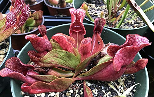 Live Carnivorous Plant Sarracenia Purpurea - Purple Pitcher - Bare Root Rhizome- Bare Root Rhizome