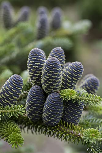 Koreanische Tanne Abies koreana Sämling 50-60 cm winterhart immergrün | Dekorative Zapfen, kompakter Wuchs, ideal als Solitär, robust, geringer Pflegeaufwand, sonnig bis halbschattig