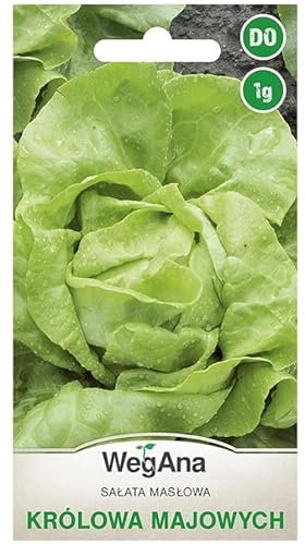 WegAna Lechuga Reina de Mayo Semillas 1g, Lechuga, Semillas de Hortalizas Robustas, Semillas de Hortalizas, Semillas de Invernadero, Semillas de Cultivo