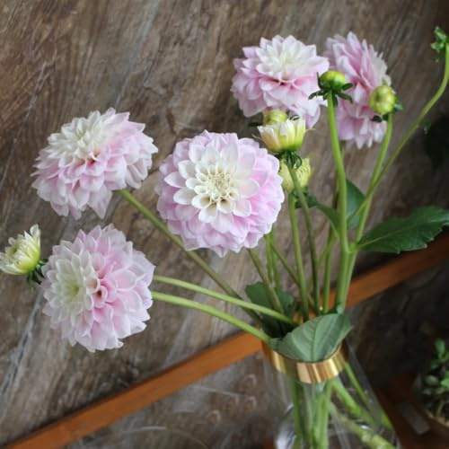 Bulbi di dalia, Le perenni sono esotiche resistenti bulbi da sono 4pcs