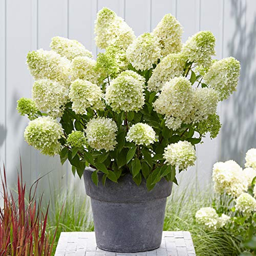 Hydrangea paniculata 'Skyfall' in a 3L Pot