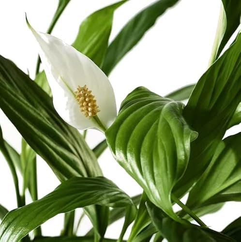 Increíble Espatifilo Natural La Planta Perfecta para Decorar tu Hogar con Elegancia y Frescura