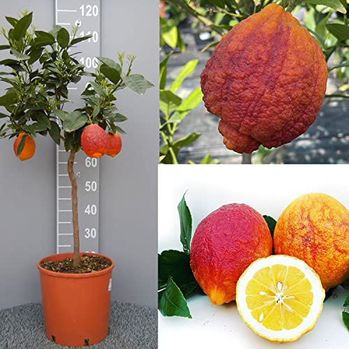 SAVINI VIVAI Zitronenpflanze, Zitrusbaum, rote Schale, Zitrone im 28 cm Topf, Höhe 110–130 cm, 4–5 Jahre Veredelung, hergestellt in Italien