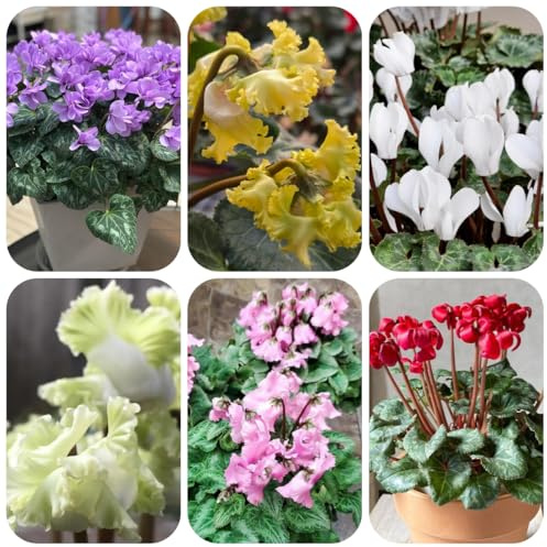 semi di ciclamino da esterno - ciclamino - decorazione da giardino per esterni, tappeto to primaverile, selvatici resistenti all'esterno 85pcs