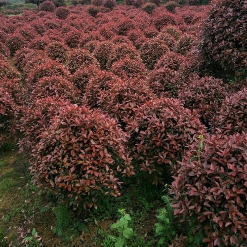 Semi di Photinia Red Robin resistenti balcone per giardinieri siepe, per i luoghi soleggiati ornamentali resistenti esotico raro 400pcs