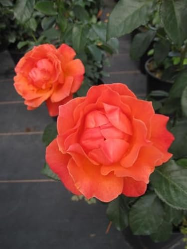 Beetrose Fellowship ® - Rosa Fellowship® - orangerot - Harkness Rosen - Duft++