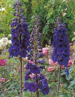 Pacific gigante nero cavaliere Delphinium 100 semi