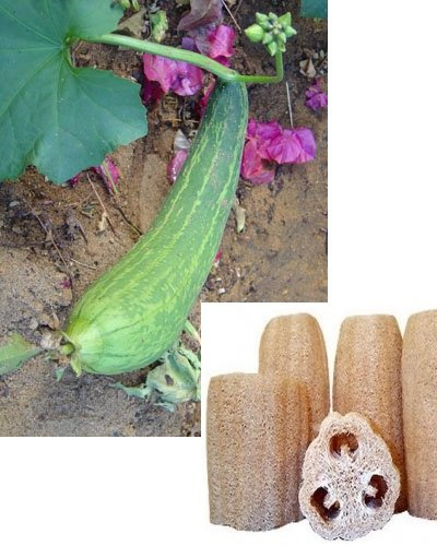 Zier-Kürbis Luffa Sponge - 10 Samen