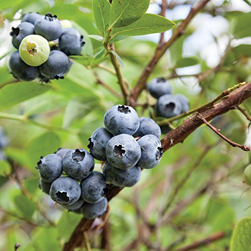 Blueberry Fruit Bush Outdoor Plant for Patios or Kitchen Gardens Producing Late Season Summer Berries & Colourful, 1 x Earliblue Self-Fertile Variety in 3 Litre Pot by Thompson & Morgan