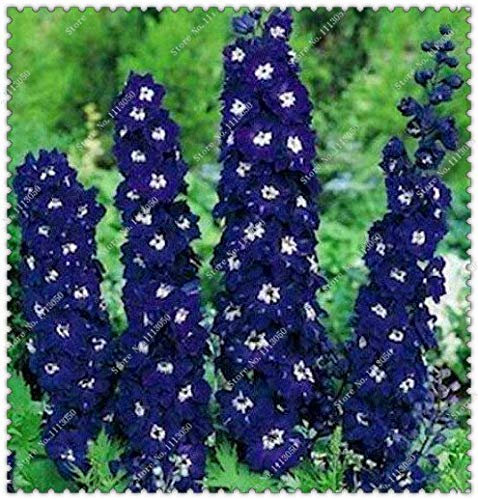 9: 200Pcs / Bag Semi di Delphinium Razzi colorati Misti Larkspur, semi di Fiori per giardino domestico