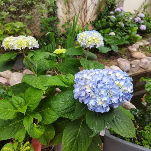 semi di ortensia - biologici balcone, perenni resistenti 180pcs