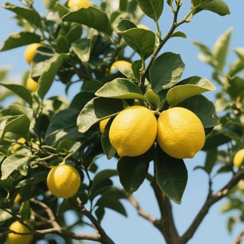 semillas de limonero resistente - interior balcón exóticas 100pcs
