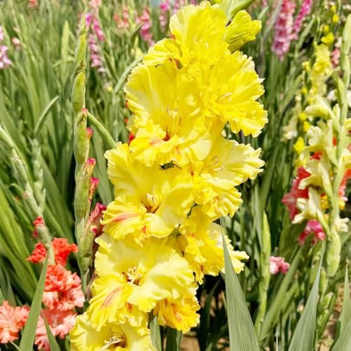 bulbi di gladioli bonsai balcone letti alti giardino bulbi di perenni resistenti all'inverno giardino decorazione resistenti 15pcs