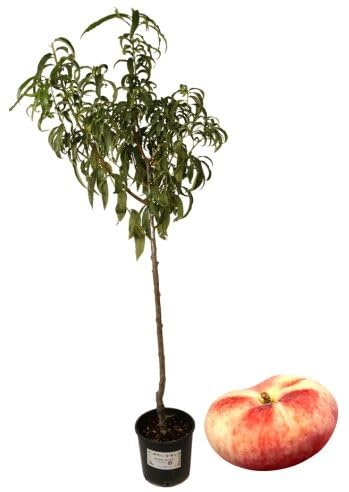 P. Piantine da Orto | Pesco Platicarpa, Pianta in Vaso Diametro 22 cm, Pianta Pronta per Il Trapianto, Pianta Vera, Frutta da Mangiare, Vivaio Italiano