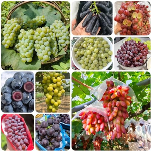Semillas de uva - comprar vides resistentes al invierno Vitis vinífera - de jardin variedades antiguas resistentes semillas exóticas verdes 500pcs