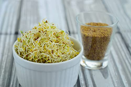 500 g Alfalfa Samen Bio Keimsaat für Sprossen & Microgreens Luzerne Vegan Rohkost