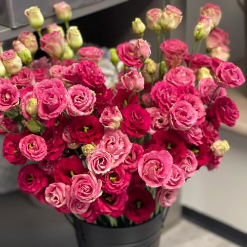 lisianthus semi selvatici, autunno balcone parterre giardino perenni resistenti all'inverno giardino interno semi selvatico 650pcs
