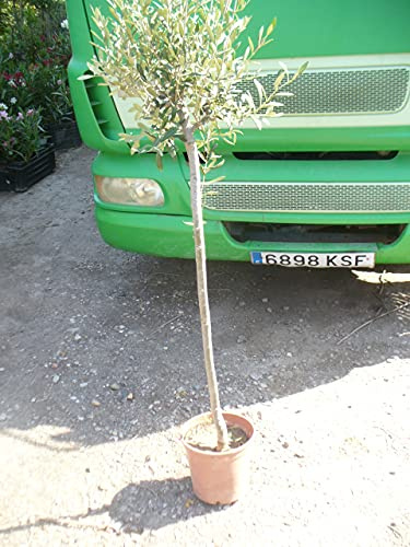 Echter Olivenbaum, Olea europaea, ein Baum ca. 130-150 cm hoch