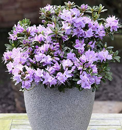 Zwerg Rhododendron Blaue Mauritius 30-40cm - Rhododendron impeditum - Zwerg Alpenrose