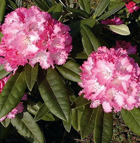 Rhododendron Arabella 20-25cm - Alpenrose - lebende Gartenpflanze aus den Baumschulen