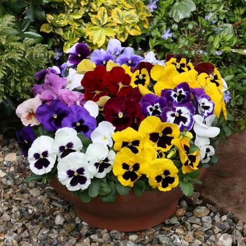 stiefmütterchen indoor garten blumensamen zimmerpflanze bodendecker winterhart hochbeet kaufen gartenpflanzen 60samen