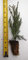 Germinazione I Semi-10 Árbol de secuoya gigante - Secuoya de California - Vaso - 5-8 pulgadas Semenzale Alto: Semillas