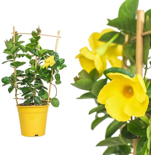 IFLO® Dipladenia Mandevilla gelb – blühende Kletterpflanze im Topf für Balkon, Terrasse & Garten, Chilenischer Jasmin, 1 Pflanze