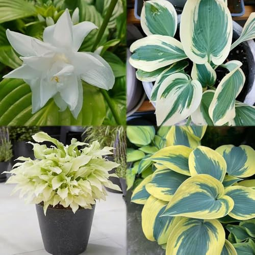 200 piezas semillas resistentes de hostas - de exóticas, interior, semillas para camas elevadas en balcones