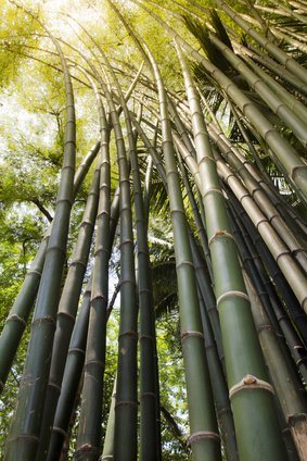 Riesenbambus Dendrocalamus asper 50 Samen SELTEN