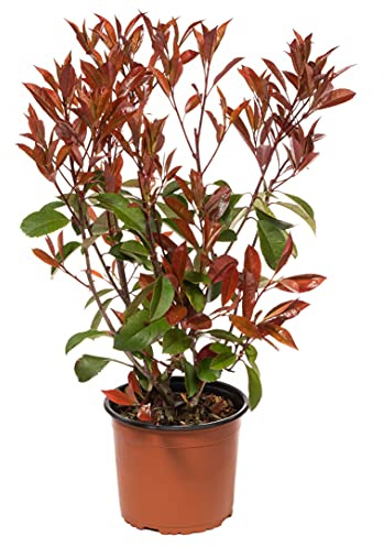 Vivai Frediani Photinia Red Robin Vase 24