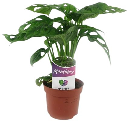 Monstera Obliqua Natural Planta de Interior con Hojas Exóticas y Fácil Mantenimiento