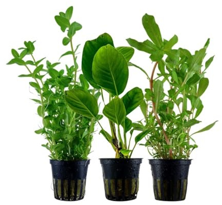 AquaOne Aquarium Pflanzen 3X Wasserpflanzen Hintergrund Aquarienpflanzen | Ammania Anubias Bacopa, Set mit 3 volldurchwurzelten Hintergrundpflanzen