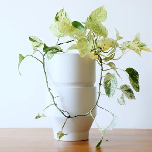 Semi di Pothos - per giardinieri vecchie varietà verdi semi di ufficio decorative per la decorazione pareti esotico prodotti sostenibili 250pcs
