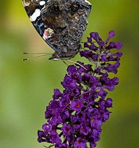 Schmetterlingsstrauch Buzz Midnight 30-40cm - Buddleja - lebende Gartenpflanze aus den Baumschulen