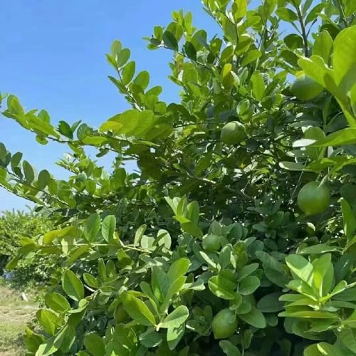 zitronenbaum balkonpflanzen winterhart indoor garten kräutergarten säulenobst bonsai spalierobst winterharte stauden mehrjährig büropflanzen obstbäume obstbaum obstpflanzen balkon 300samen