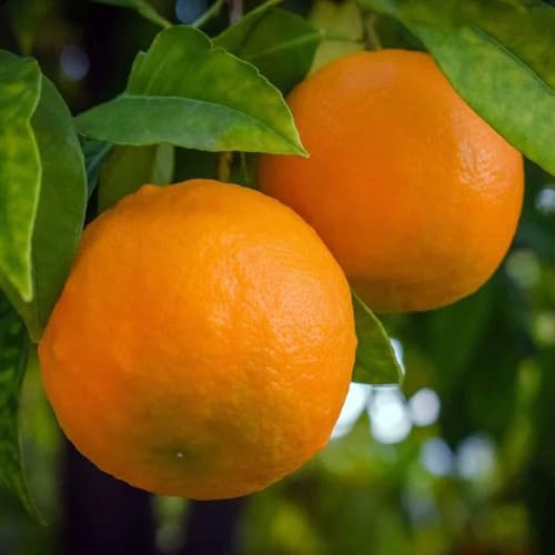Planta Naranja Valencia En Jarrón 24 - Edad 3/4 Años (Foto Real)