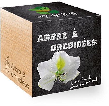 Feel Green - Ecocube, Albero di Orchidee, Idea Regalo (100% Ecologica), Kit per Far Crescere la Propria pianta, Piante in cubi di Legno da 7,5 cm, Prodotto in Austria