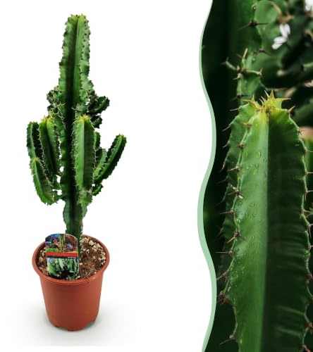 Green boutiQ - Zimmerpflanze - Euphorbia eritrea - Afrikanischer Milchbaum - Kaktus für drinnen - 1 Pflanze - Topf 17cm - Höhe 60cm