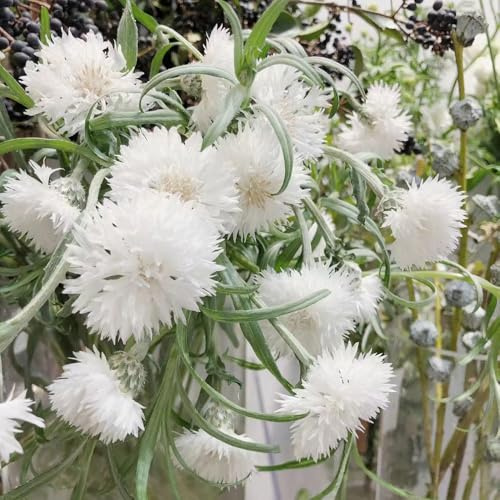 aciano - semillas de aciano semillas de balcón Decoración orgánica balcón originales Decoraciones otoñales un jardín resistente 200semillas