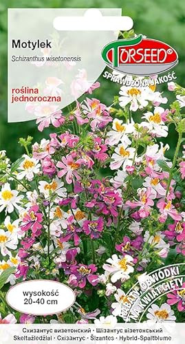 Verdica Motylek Flor de mariposa Schizanthus wisetonensis Semillas - Flores multicolores vivas, ideal para parterres y descuentos, cultivo anual, 20-40 cm de altura (1 gramo)
