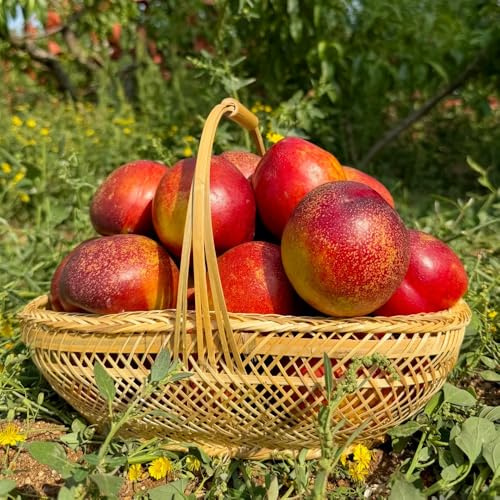 Semi di nettarina, esotiche serre da balcone vecchie varietà semi di da frutto frutteto balcone giardino fresca regali 20pcs