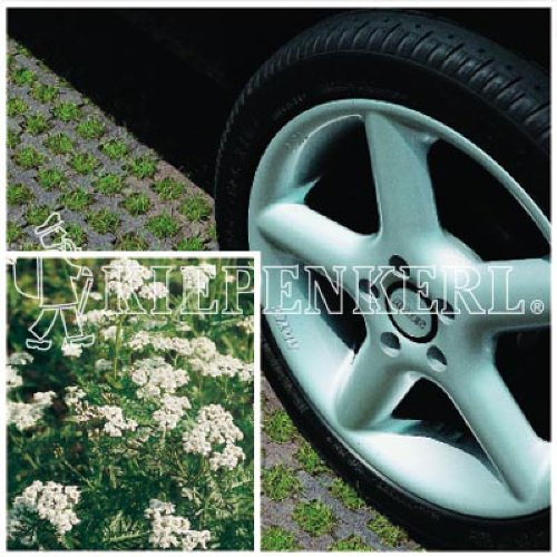 Kiepenkerl 4000159623910 RSM 5.1.1 Parkplatzrasen ohne Achillea 10 kg