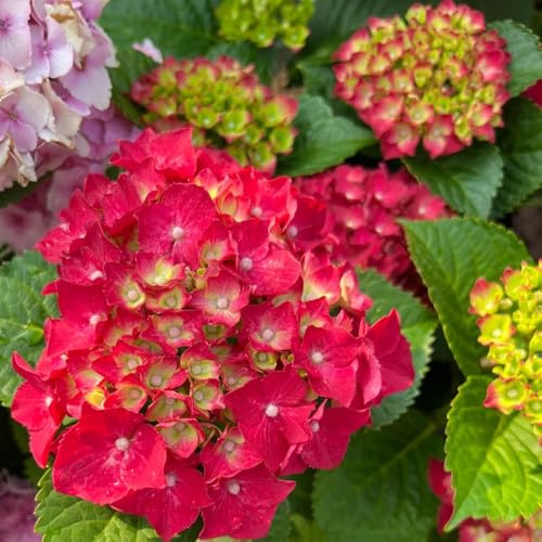 Semillas de hortensias, semillas de interior de otoño resistentes Las de jardín son 200pcs