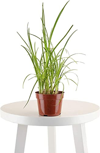 DECOALIVE | Hierba de Gato | Colección Plantas para Macotas | Cyperus Césped Gatos| Planta de Interior Natural Pet Friendly