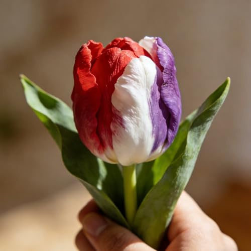 bulbi di tulipano, arredamento del soggiorno bulbosi tappezzanti giardino roccioso da resistenti, da giardino balcone rialzato con letto 4pcs